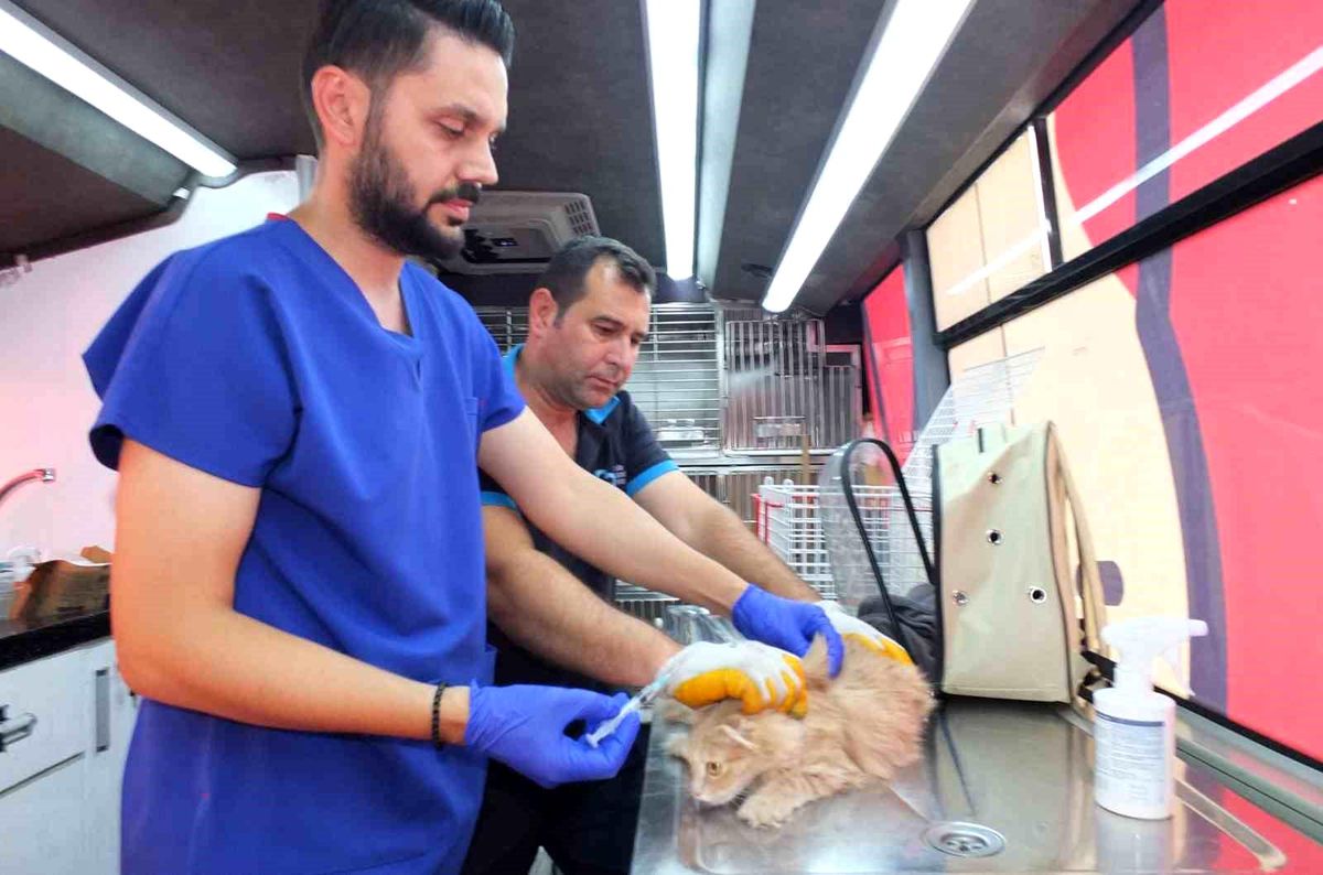 Balıkesir\'de Can Dost 18 bin sokak hayvanına sağlık hizmeti verdi