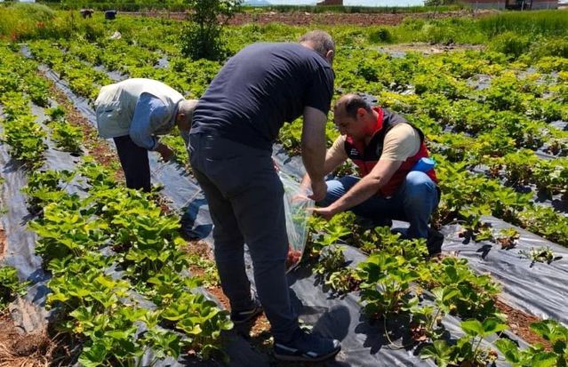 Beyşehir’de Çilek Hasadı Öncesi Pestisit Denetimi