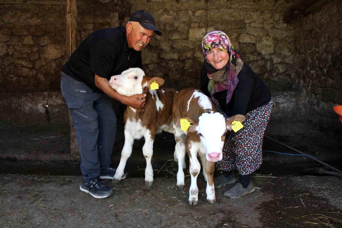 Buzağılar \'Yıldız\' ve \'Tilbe\' Adını Aldı