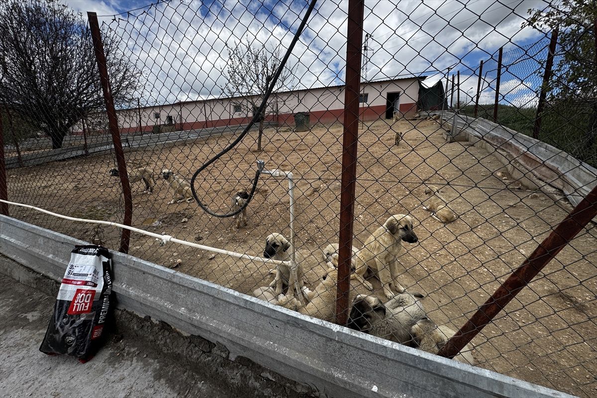 Elazığ\'da Sahipsiz Hayvanlara 7/24 Destek