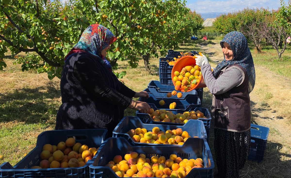 Mut\'ta Yüksek Kayısı Rekoltesi Beklentisi