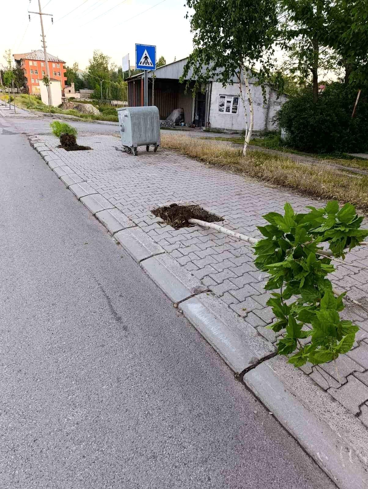 Patnos\'ta yeni dikilen 15 ağaca zarar verildi
