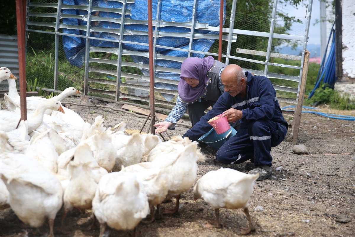 Emekli Çiftin Kaz Yetiştiriciliği Başarısı