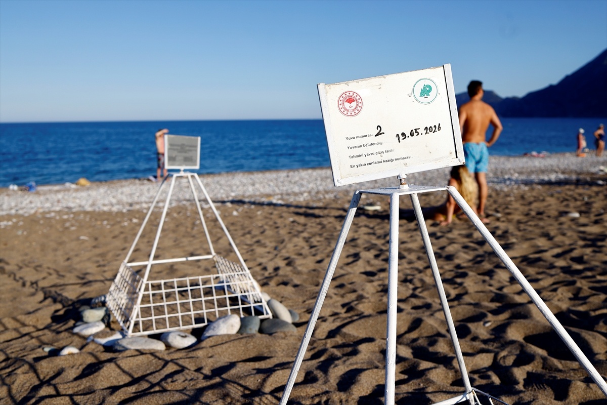 Caretta Carettalar Çıralı\'da Gecikmeli Yuvaladı