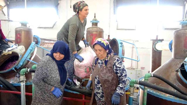 Isparta’da Gül Hasadı Devam Ediyor