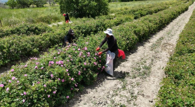 Isparta'nın pembe hazinesi! Kilosu 650 bin liraya alıcı buluyor