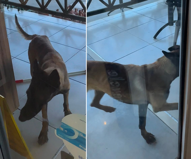 Saldırgan köpek kadının kolunu kopardı