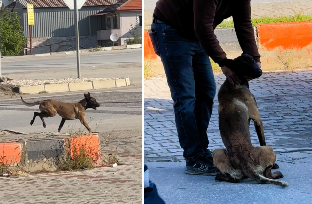 Saldırgan köpek kadının kolunu kopardı