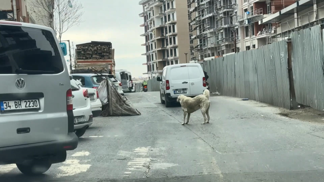 Seyrantepe'de motosiklete bağladığı köpeği metrelerce koşturdu: 8 bin 678 lira ceza kesildi