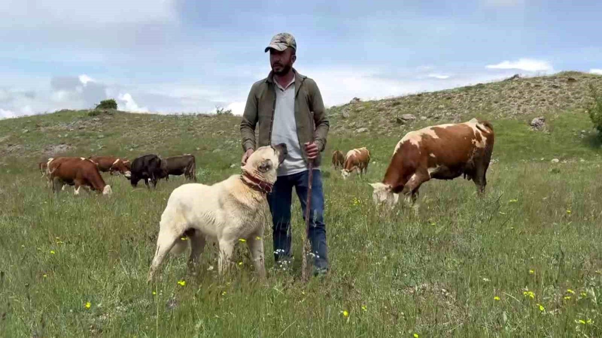 Kangal Köpekleri Domuz Sürüsünü Uzaklaştırdı