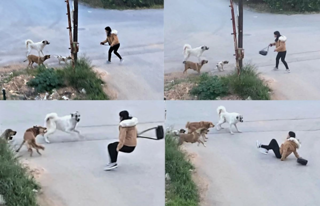 Bakan Çiftçi, yılbaşına kadar süre istedi: Sokak köpeklerinin hepsini barınaklara toplatacağım