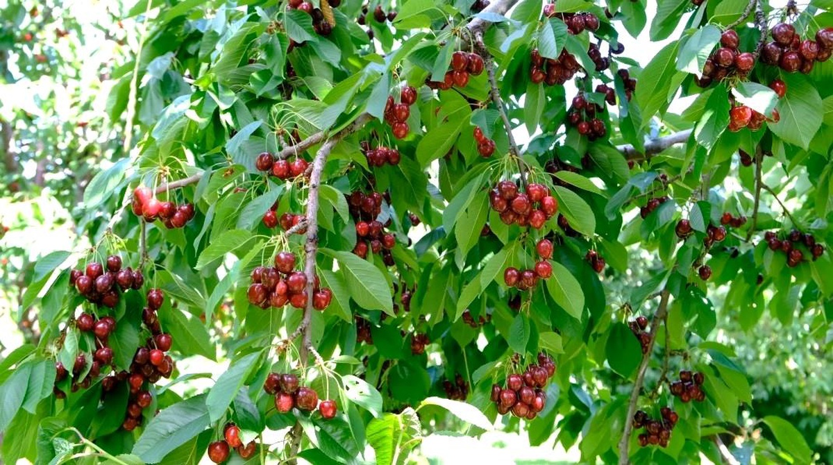 Kiraz Sezonu Üzümlü\'de Başladı