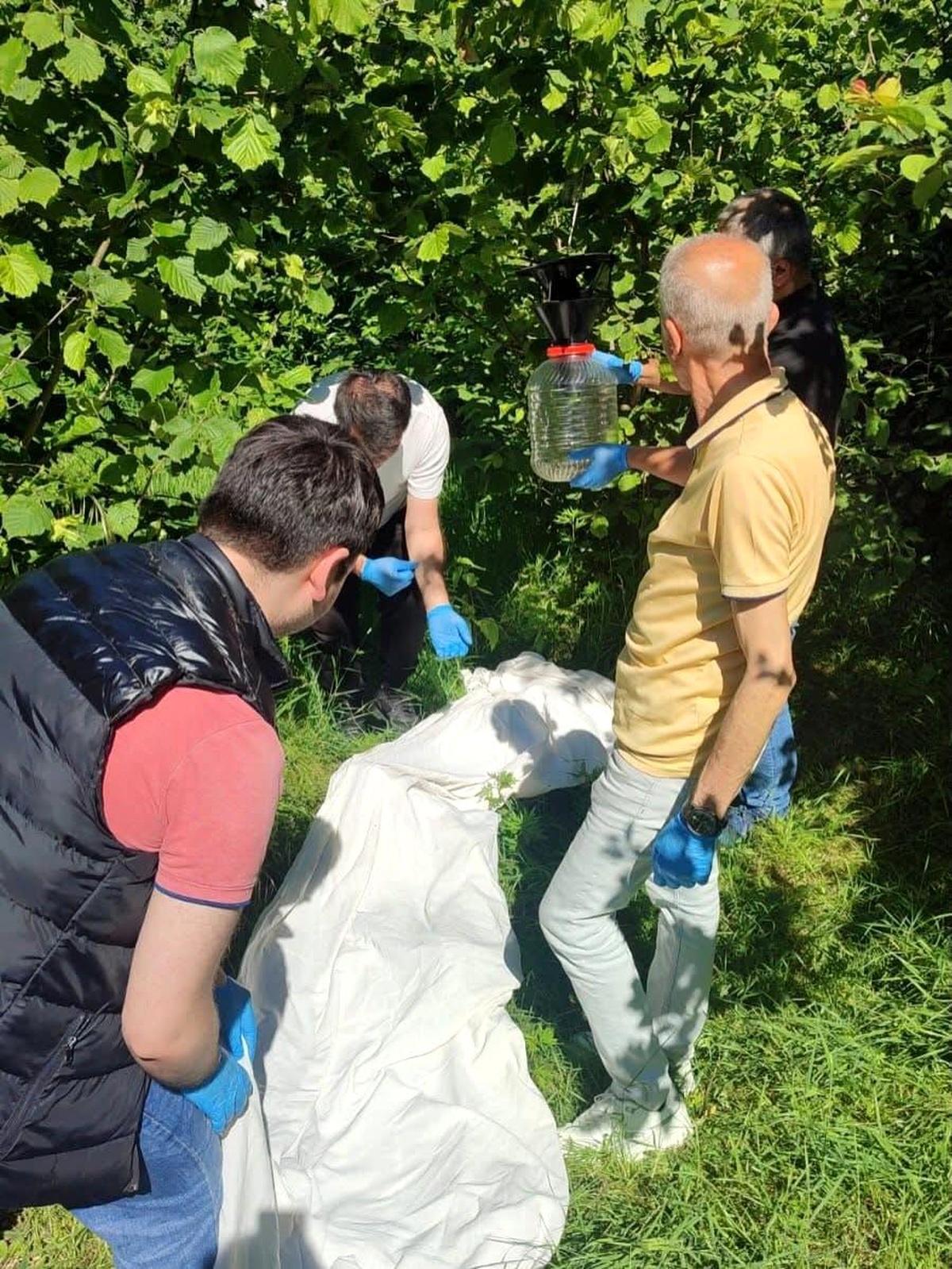 Kahverengi Kokarca ile Biyolojik Mücadele: Samuray Arısı Üretimi
