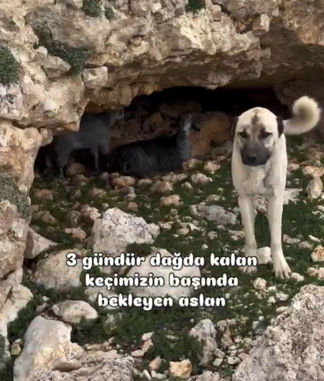 Kayıp keçilerini bulduğu mağarada gördüğüne inanamadı