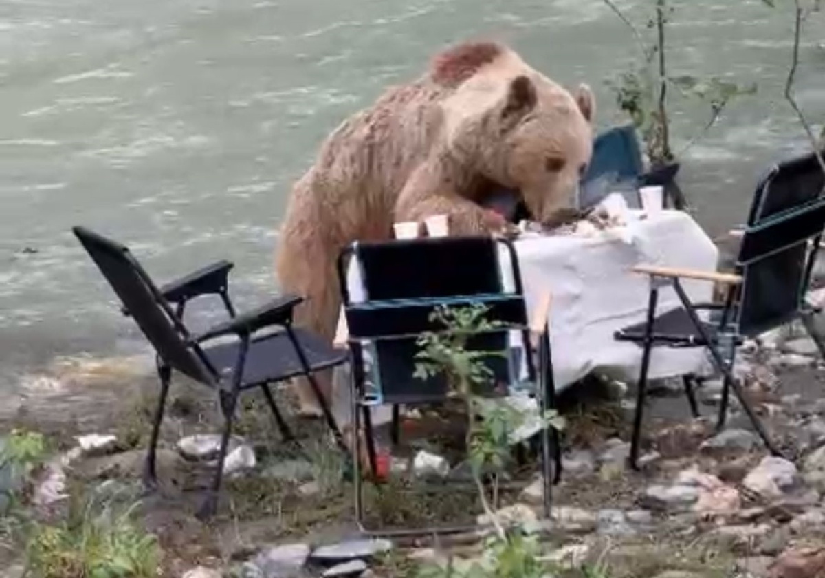 Bozayı Pikniği Bastı!
