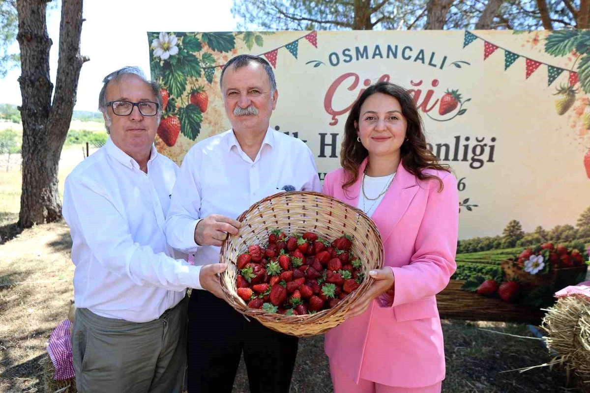 Osmancalı Çileği\'nin ilk hasadı şenlikle yapıldı
