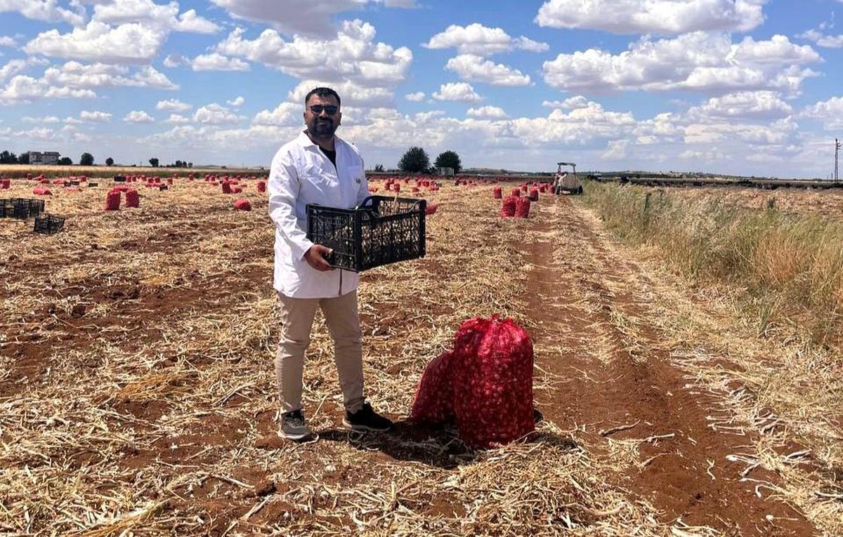 Şanlıurfa\'da Sarımsak Hasadı Gecikti