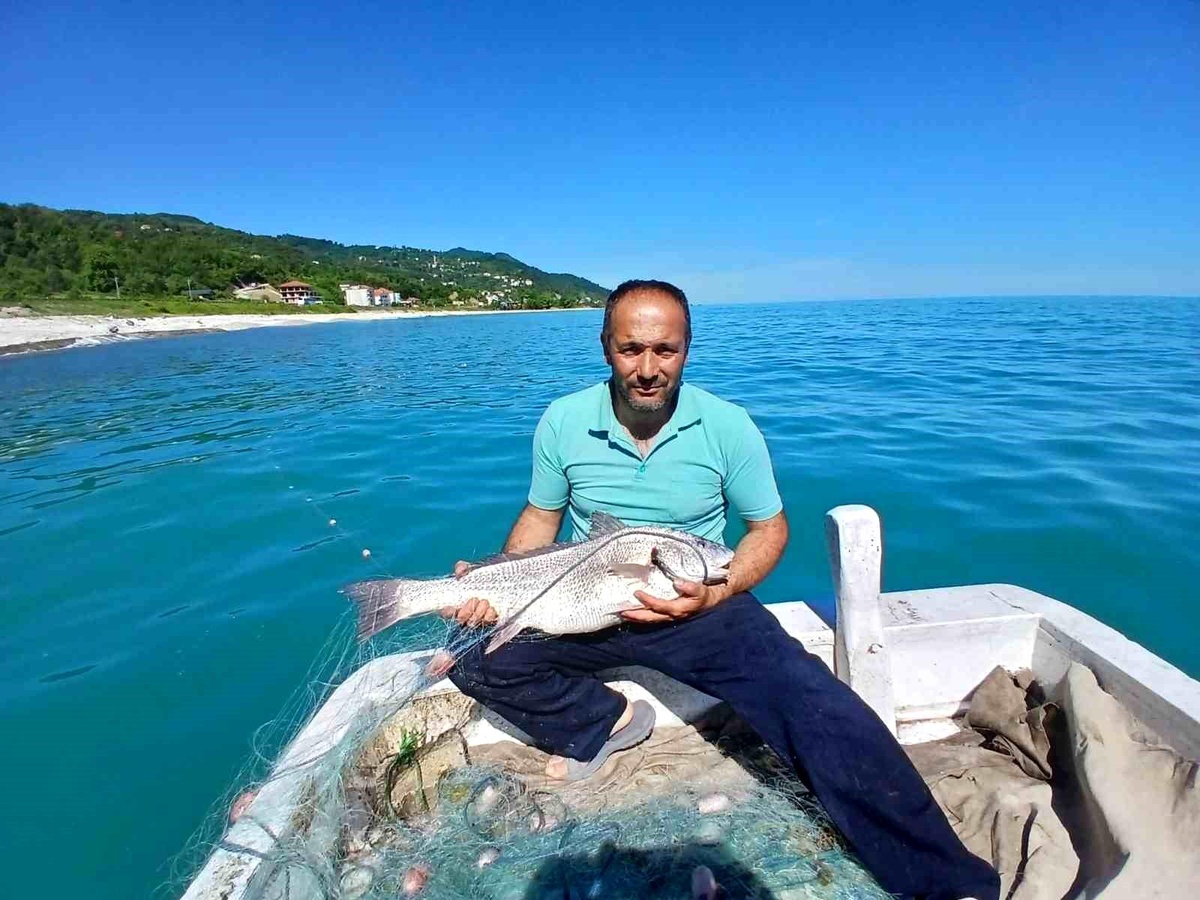 Sinop\'ta Nadir Beyaz Kötek Balığı Yakalandı