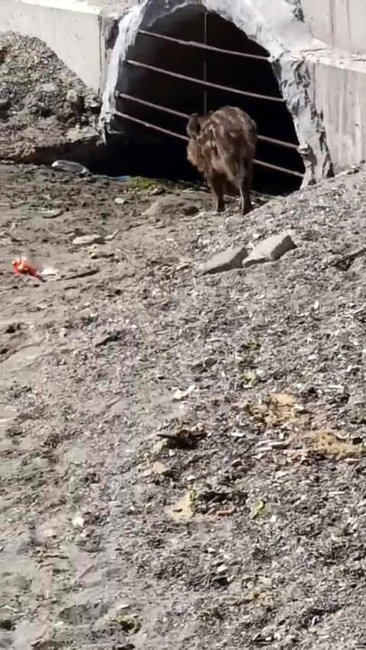 Mudanya\'da Yaban Domuzu Sahilde Görüldü