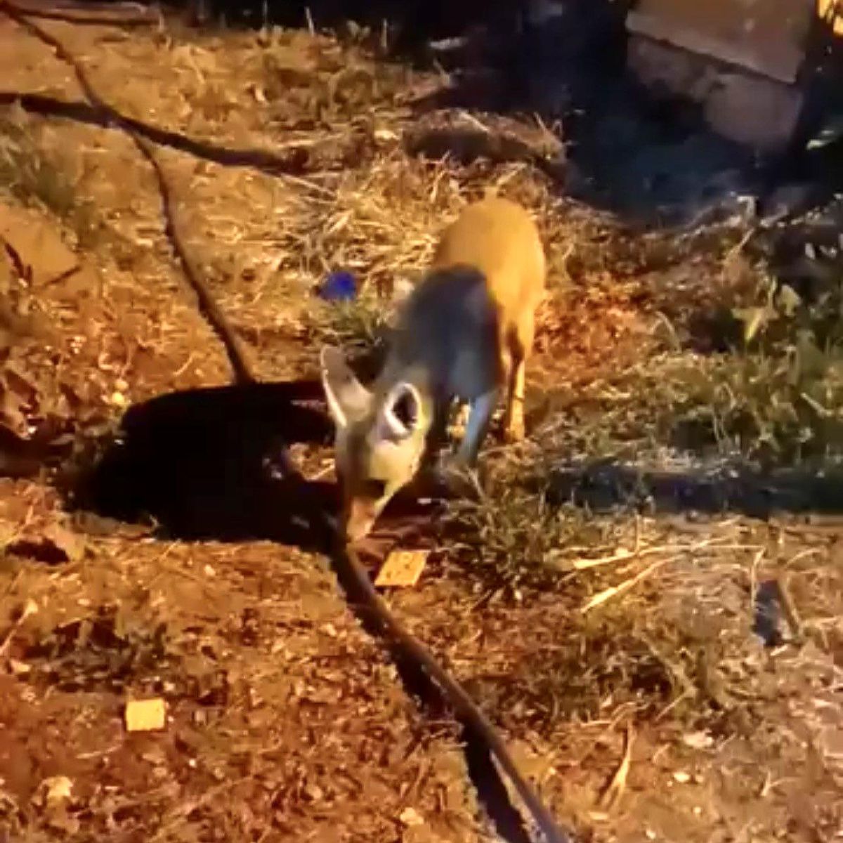 Çankırı\'da Vatandaş Tilkiyi Besledi