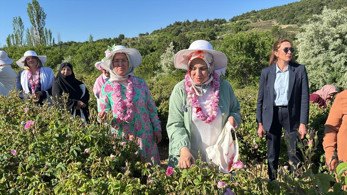 Ercan Isparta\'da Gül Hasadı Yaptı