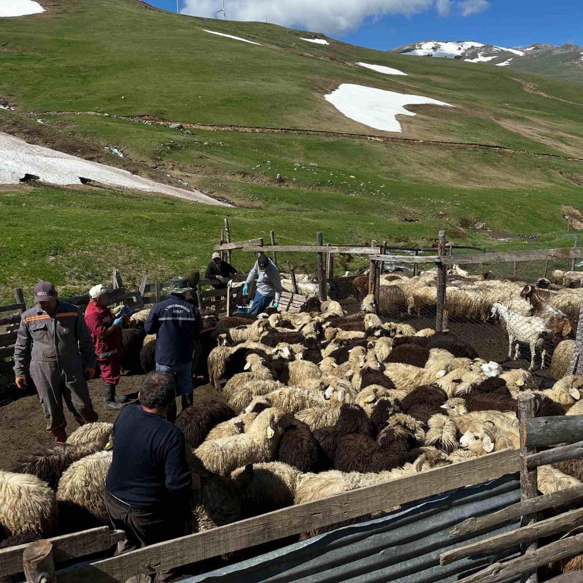 Bayburt\'ta Küçükbaş Hayvan Aşılama Faaliyetleri