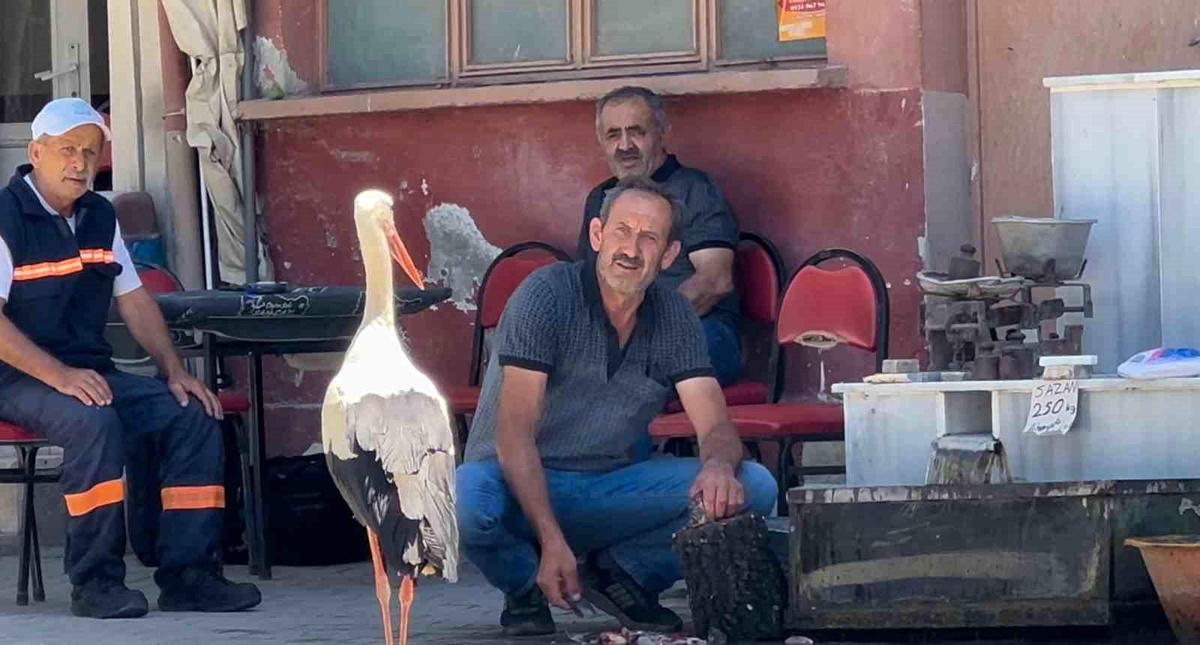 Leylek ve Balıkçıdan Dostluk Hikayesi