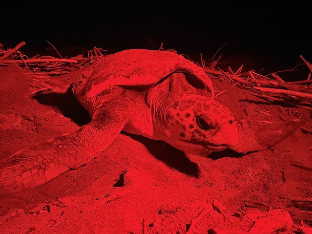 Belek Sahili’nde Caretta Caretta Yumurta Bıraktı