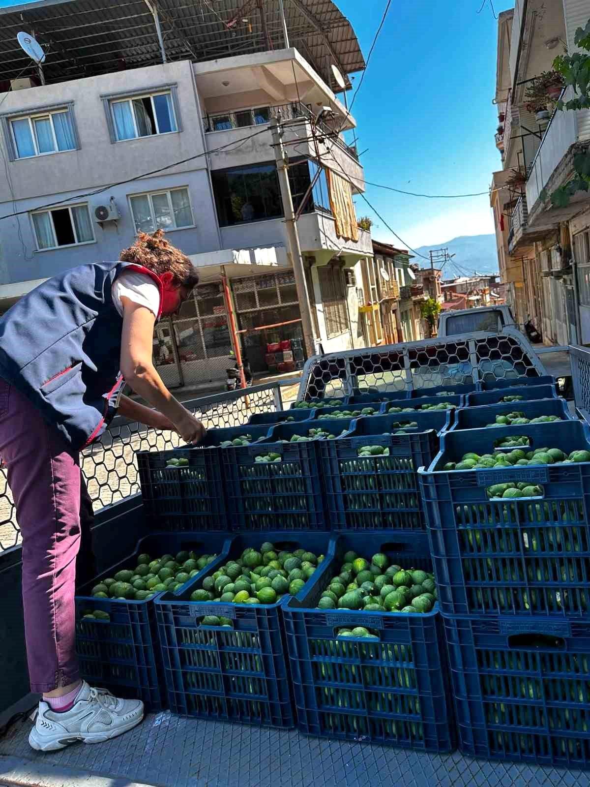 Aydın\'da İncir Üretiminde Denetimler Devam Ediyor