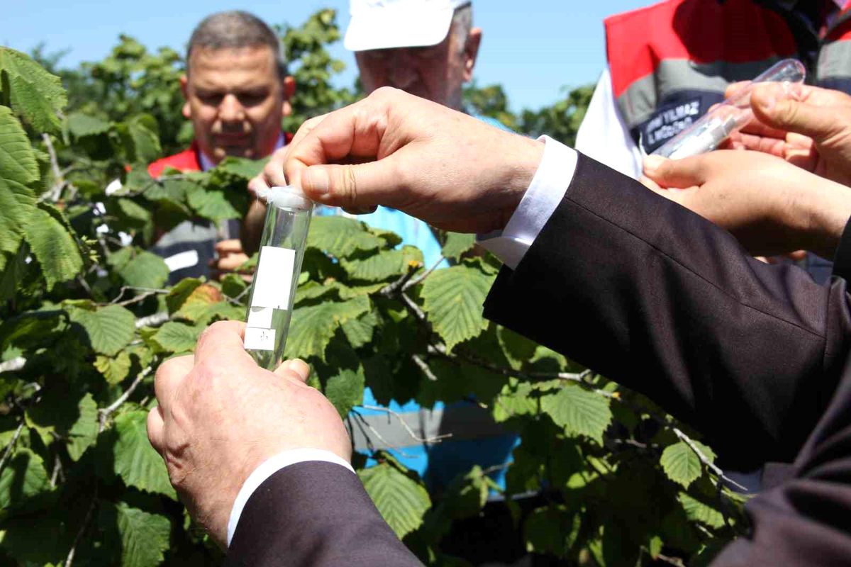 Fındıkta Kahverengi Kokarca Mücadelesinde Samuray Arısı Dönemi