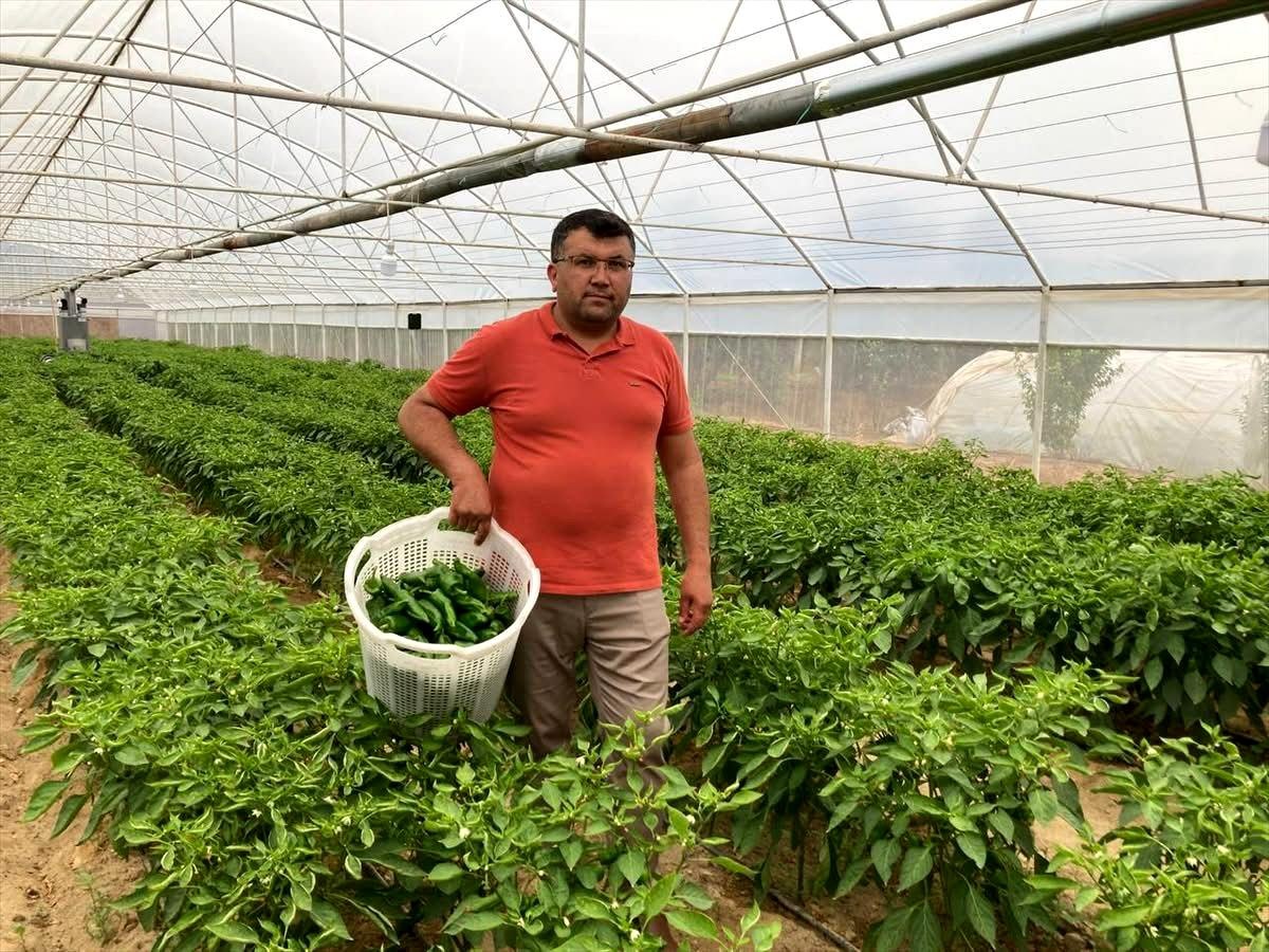 Emcelli Biberi 350 Lira, Yüksek Talep Devam Ediyor