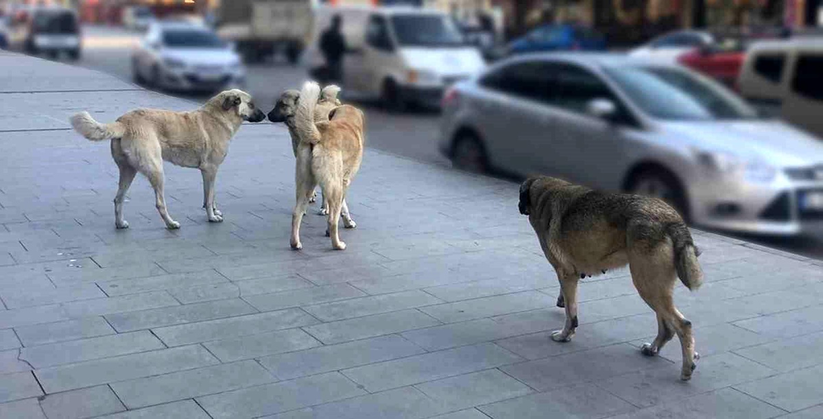 Sahipsiz Köpekler Yıl Sonuna Kadar Toplanacak