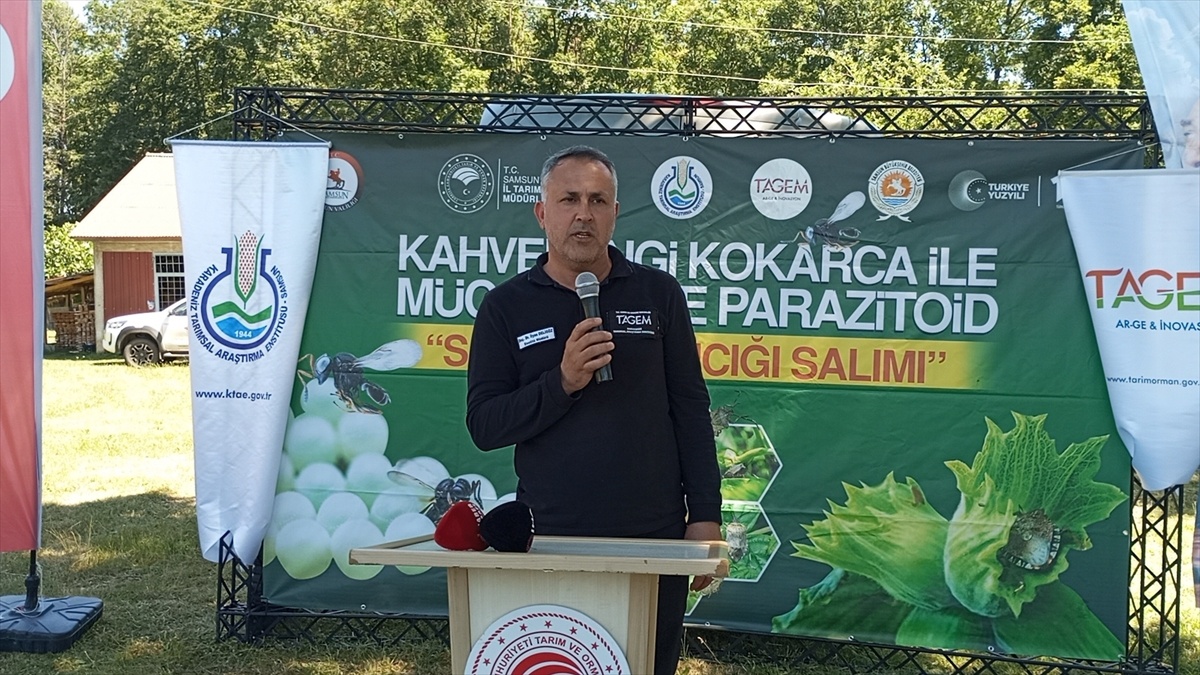 Samsun\'da Kahverengi Kokarca Mücadelesi