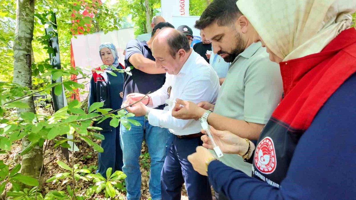 Samuray Arıları Kahverengi Kokarcaya Karşı Salındı