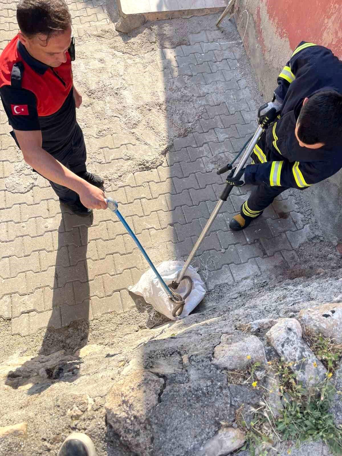 Siirt\'te 1 buçuk metrelik yılan evin bahçesinden çıktı