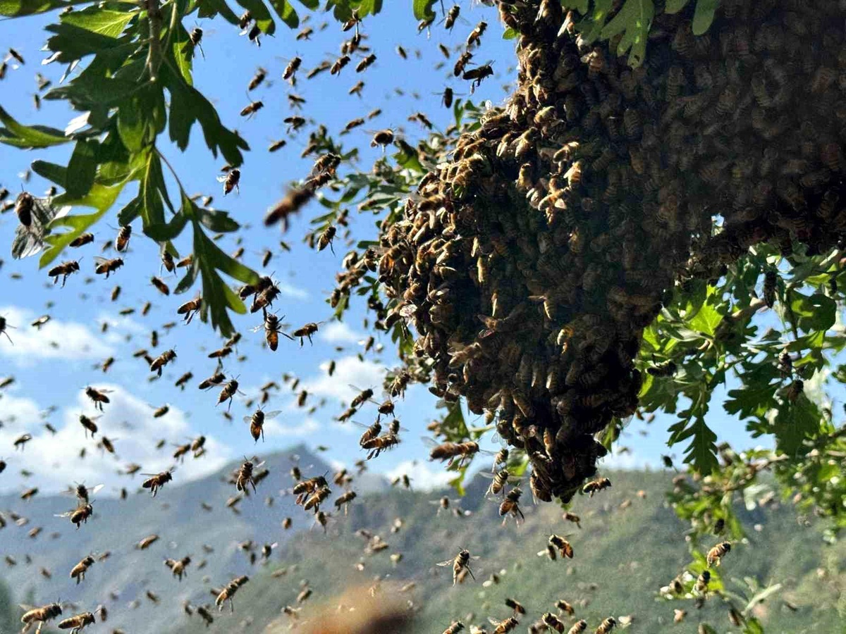 Şırnak\'ta Bal Arıları Oğul Veriyor