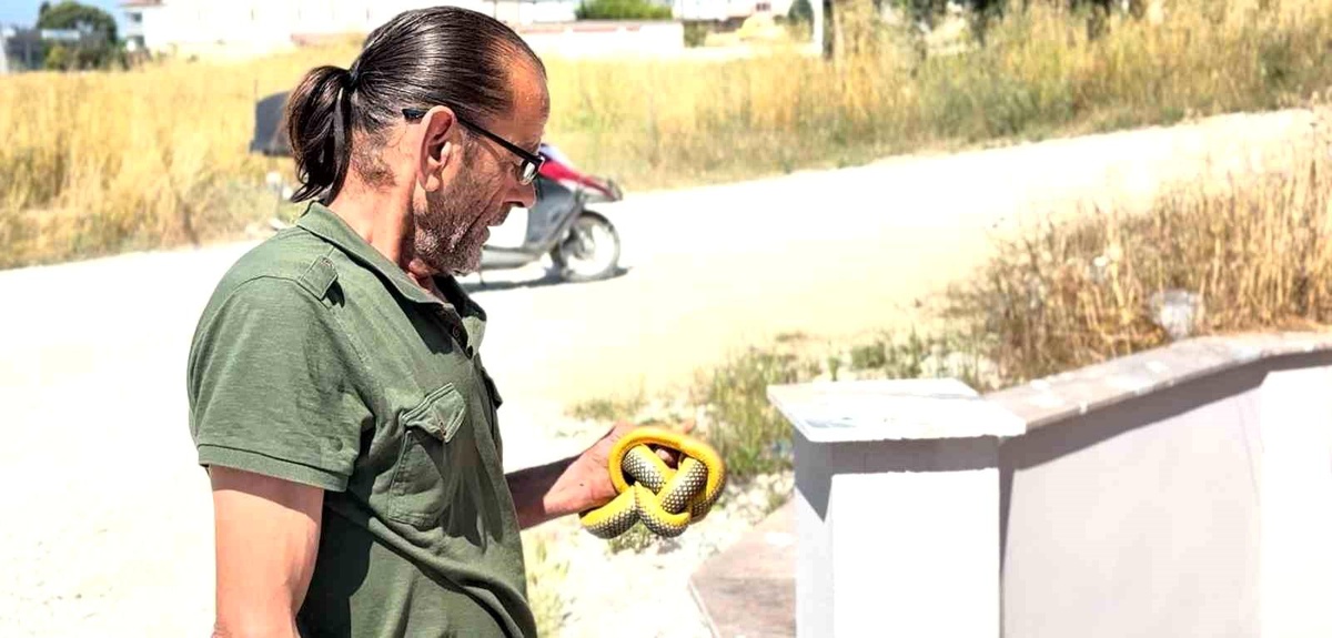 Yılanları çıplak elleriyle yakalayıp doğaya salıyor