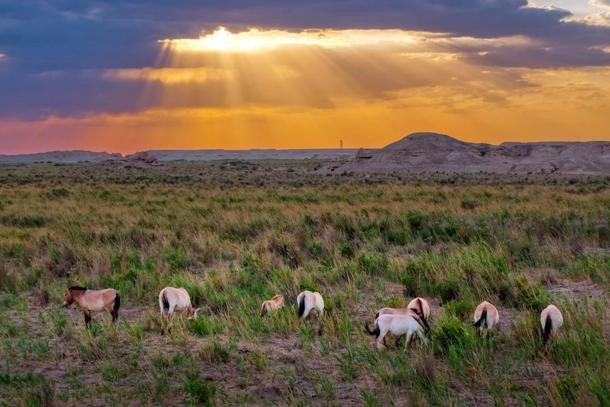 Dunhuang\'da Przevalski Atları 10 Tay Dünyaya Getirdi