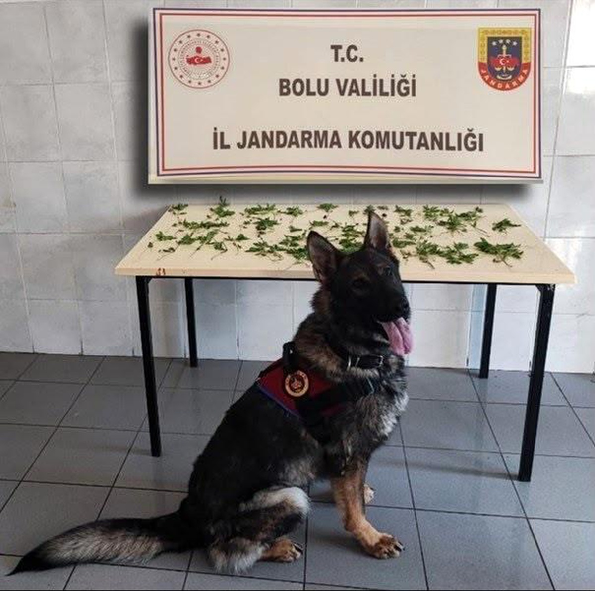 Bolu\'da Uyuşturucu ve Kaçakçılık Operasyonları: 7 Şüpheli Yakalandı