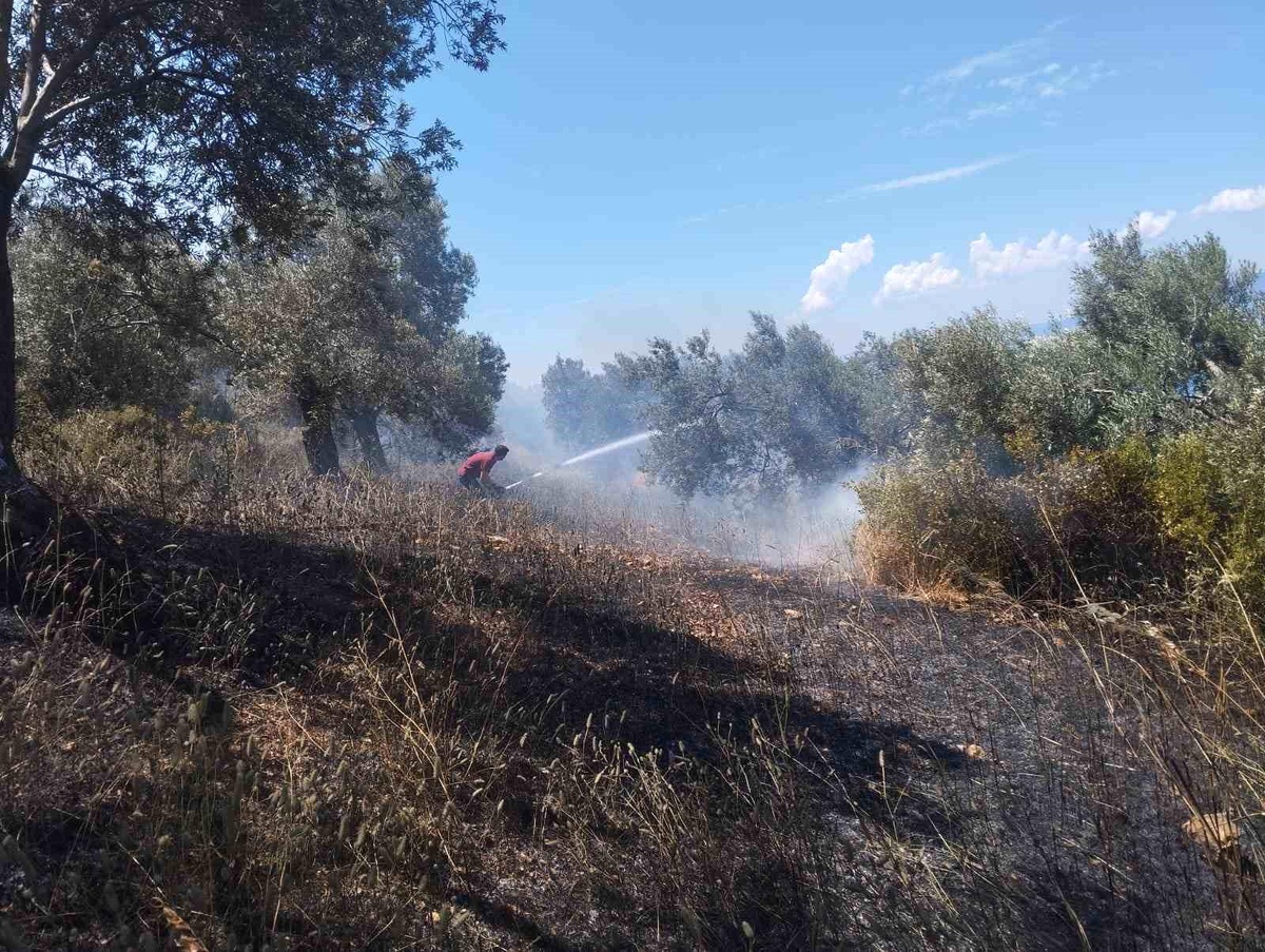Burhaniye\'de zeytinlik yangınına havadan ve karadan müdahale ediliyor