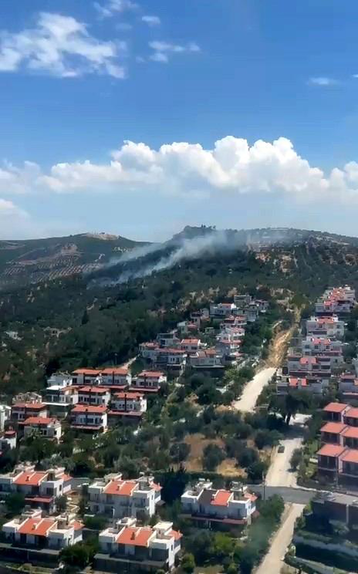 Burhaniye\'deki zeytinlik yangını kontrol altına alındı
