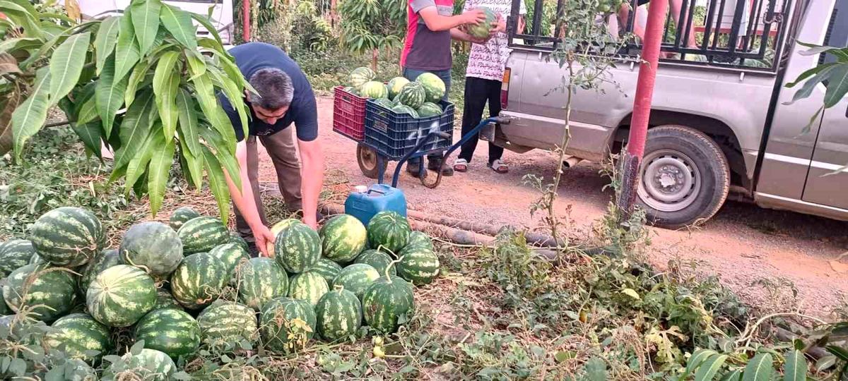 Gazipaşalı çiftçiden öğrencilere 10 ton karpuz bağışı
