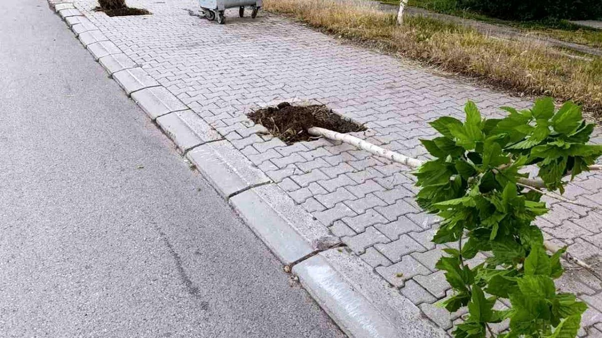 Patnos\'ta ağaçlara zarar veren şüpheli yakalandı