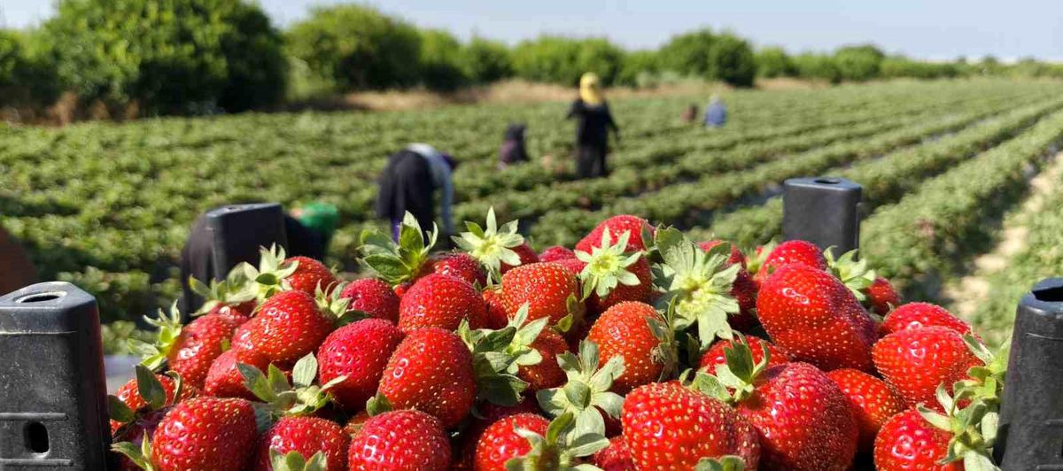 Silifke Çileğinde Hasat Devam Ediyor