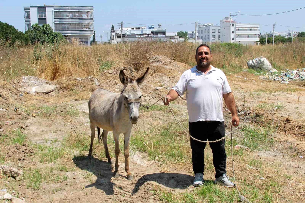 Sahipsiz Eşekler Adana\'da Kurtarıldı