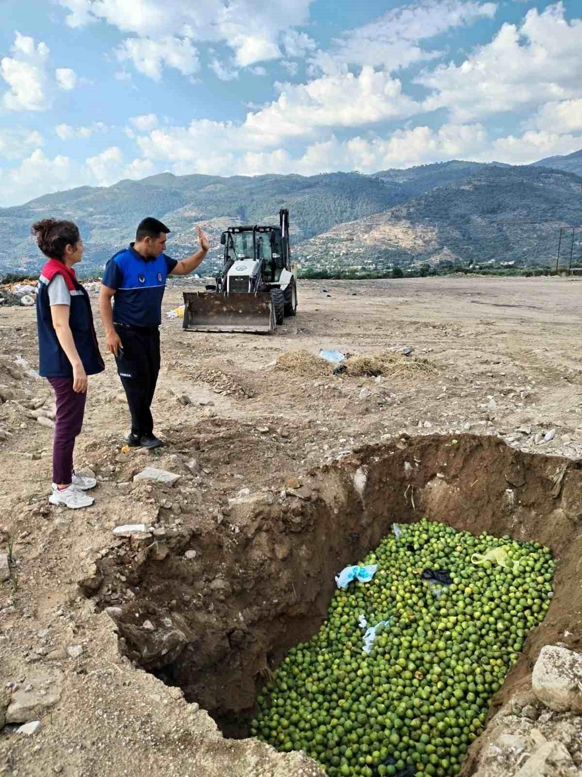 Bozdoğan\'da hastalıklı ilekler imha edildi