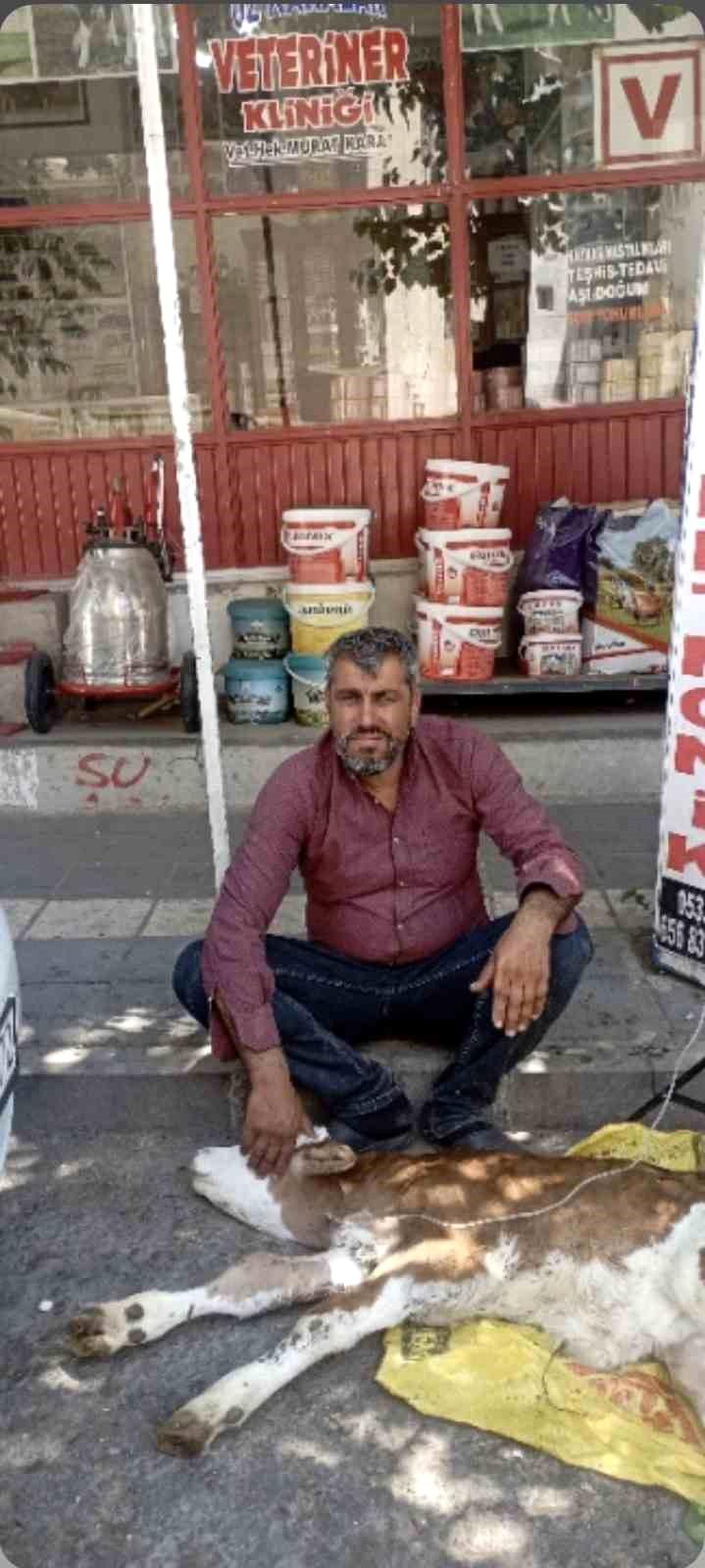Kamyonetten Düşen Buzağı Bulundu