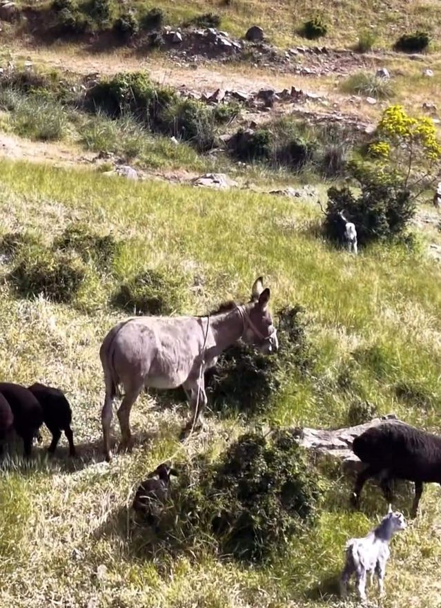 Kaybolan Eşek Dronla Bulundu