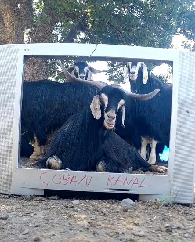 Keçi de Hava Durumu Sunmaya Başladı
