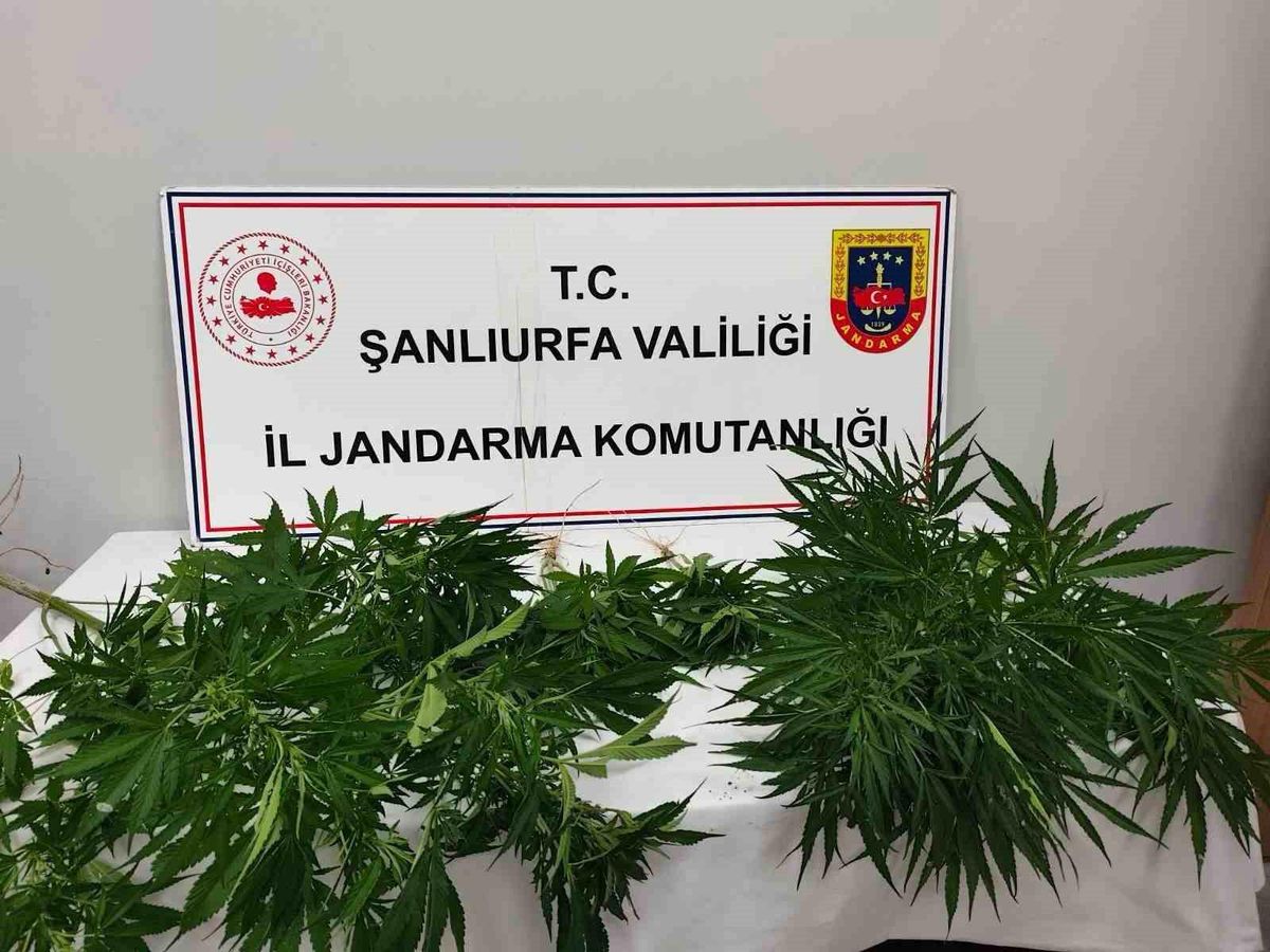 Şanlıurfa\'da Uyuşturucu Operasyonu